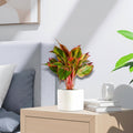 Aglaonema Sp (wishes) 20 - 30cm - Greensouq - 