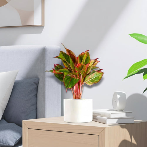 Aglaonema Sp (wishes) 20 - 30cm - Greensouq - 
