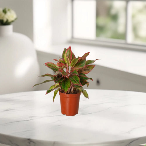 Aglaonema Sp (wishes) - Greensouq - 
