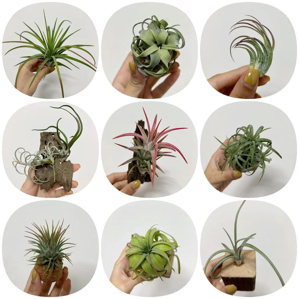 Air Plant 4 - 10cm - Greensouq - 