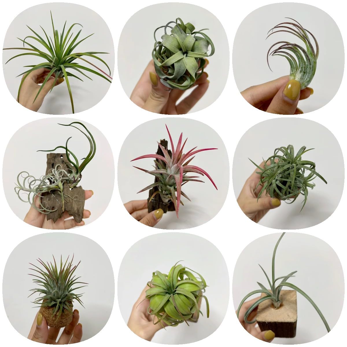 Air Plant 4 - 10cm - Greensouq - 