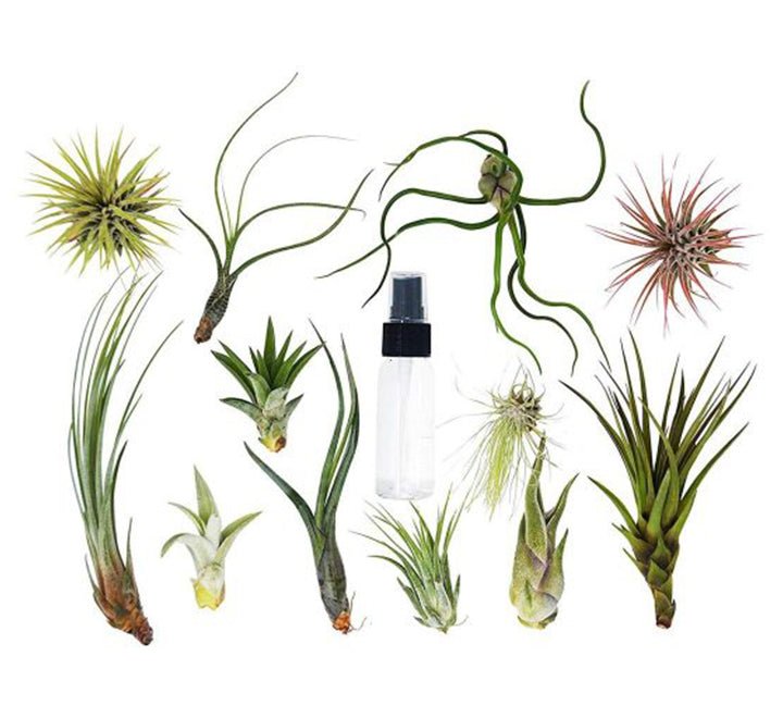 Air Plant 4 - 10cm - Greensouq - 