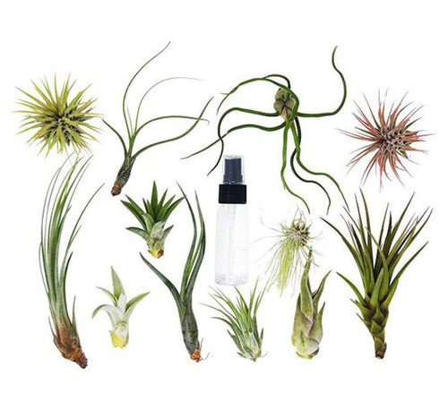 Air Plant 4 - 10cm - Greensouq - 