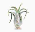 Air Plant Tillandsia Caput - Medusae - Greensouq - 