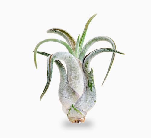 Air Plant Tillandsia Caput - Medusae - Greensouq - 