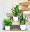 Air Purifying Large Plants Bundle in White Ceramics Pot Small (Peace Lily 80 - 100cm, Boston Fern 40 - 50cm, Snake Plant 60 - 80cm) - Greensouq - 