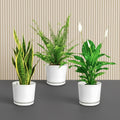 Air Purifying Plants Bundle (Boston Fern 20 - 25cm, Snake Plant 20 - 25 cm, Peace Lily 30 - 40 cm ) - Greensouq - 