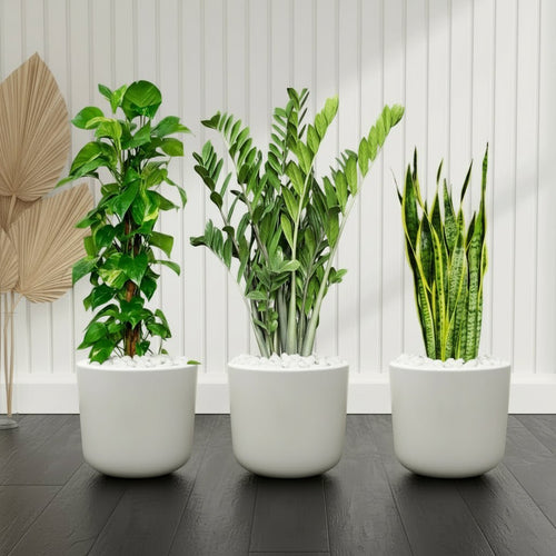 Air Purifying Plants Premium Bundle (The Snake Plant60 - 80, Money Plant 100 - 120, ZZ Plant60 - 80cm) - Greensouq - 