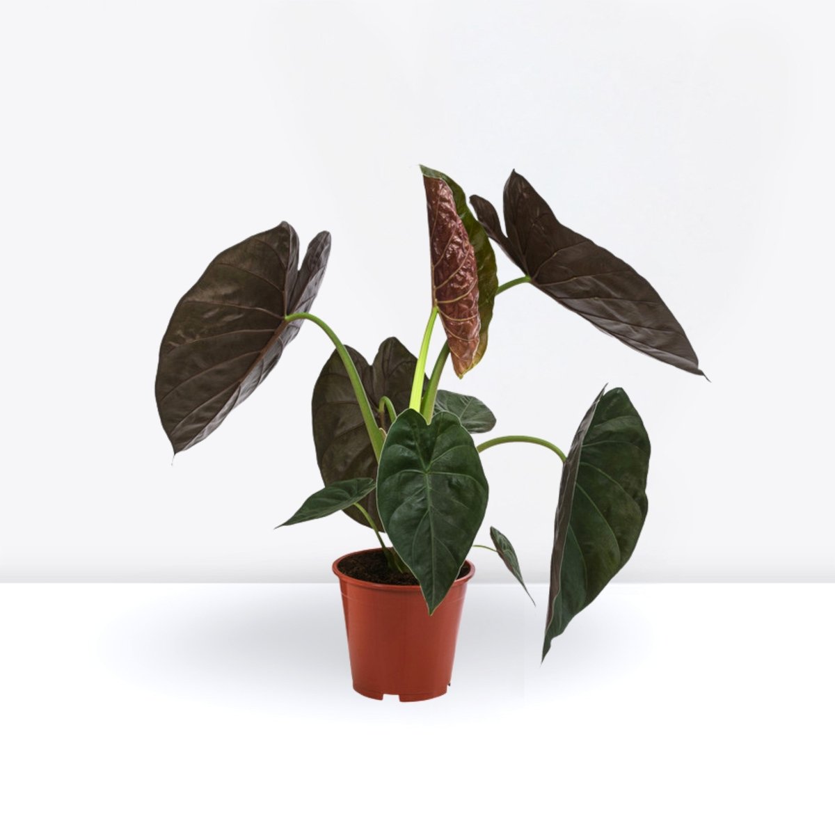 Alocasia Wentii "Hardy Elephant's Ear" 30 - 40cm - Greensouq - 