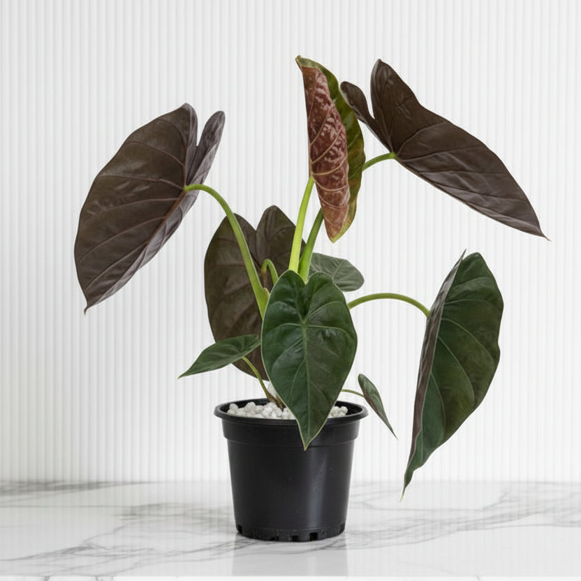 Alocasia Wentii "Hardy Elephant's Ear" 30 - 40cm - Greensouq - 