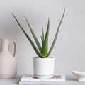 Aloe vera "Indoor" or Medicina Aloe 25 - 30cm الألوة فيرا - Greensouq - 