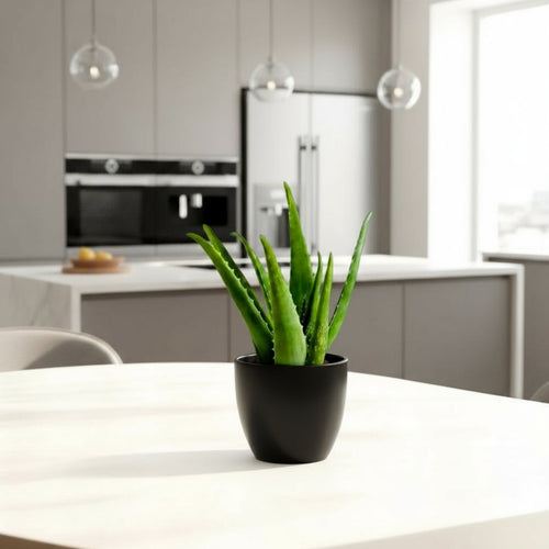 Aloe vera "Indoor" or Medicina Aloe 25 - 30cm الألوة فيرا - Greensouq - 