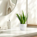 Aloe vera "Indoor" or Medicina Aloe 25 - 30cm الألوة فيرا - Greensouq - 