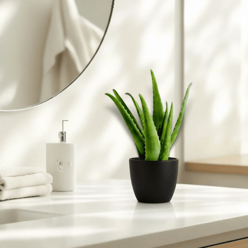 Aloe vera "Indoor" or Medicina Aloe 25 - 30cm الألوة فيرا - Greensouq - 