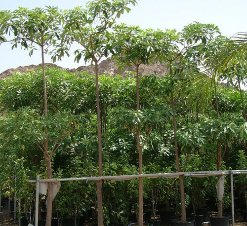 Alstonia Scholaris, Indian Pulai, White Cheesewood 3.0 - 3.5m - Greensouq - 