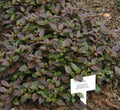 Alternanthera Red "Red Sessile Joyweed" - Greensouq - 