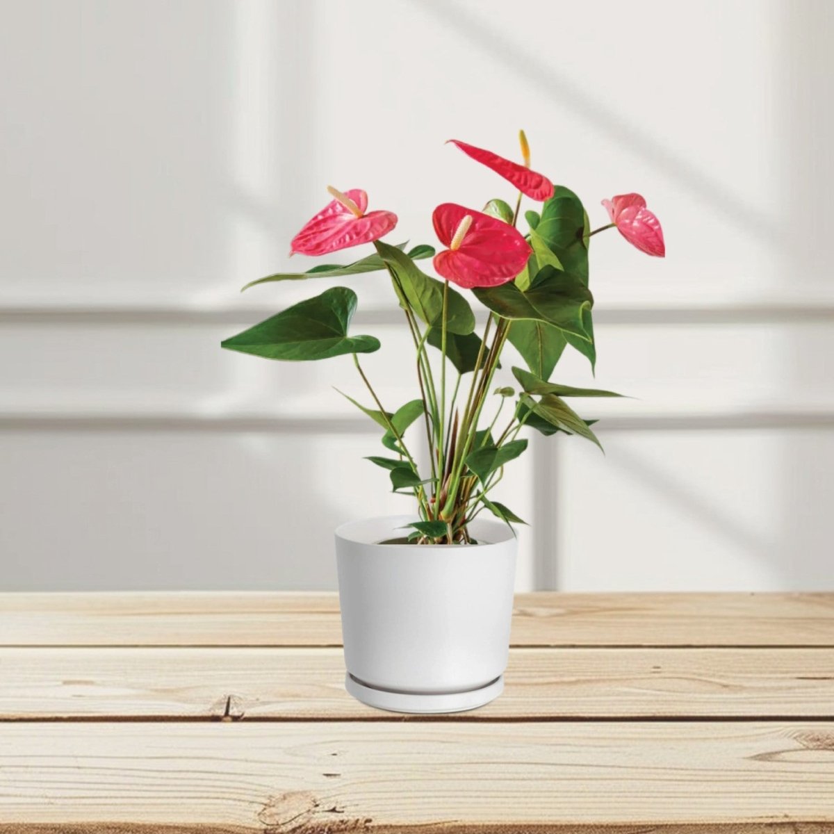 Andreanum or The Flamingo Flower - Greensouq - 