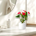 Andreanum or The Flamingo Flower - Greensouq - 