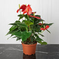 Andreanum or The Flamingo Flower - Greensouq - 