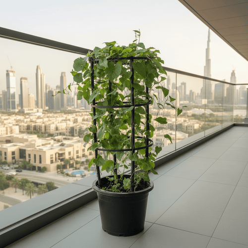 Antigonon Leptopus or Coral vine "Mexican creeper" 80 - 100cm - Greensouq - 
