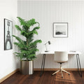 Araucaria Heterophylla in Stainless Steel Pot - Greensouq - 
