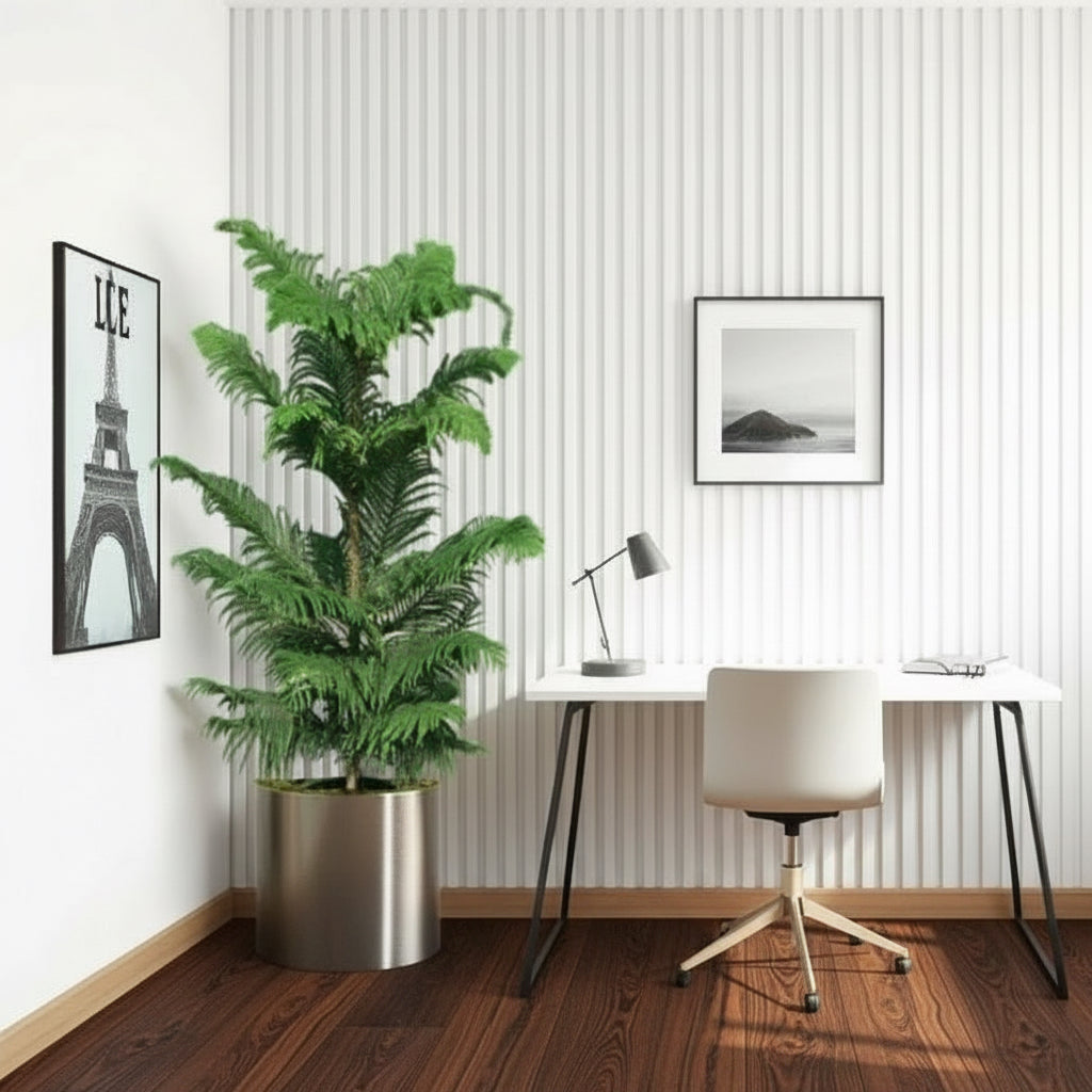 Araucaria Heterophylla in Stainless Steel Pot - Greensouq - 