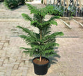 Araucaria Heterophylla (Norfolk Island Pine) 100cm to 120 cm - Greensouq - 