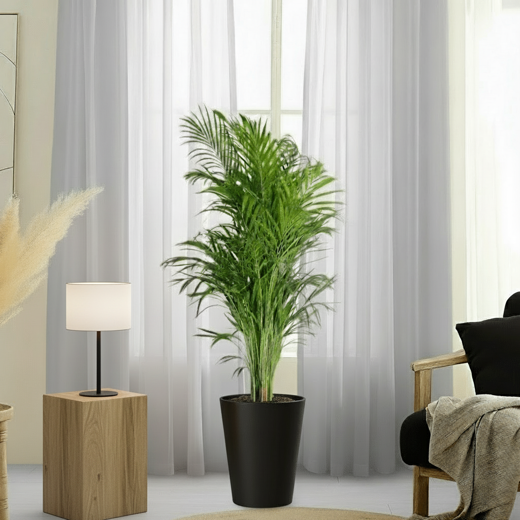 Areca Palm Holland or Chrysalidocarpus Lutescens - Greensouq - 