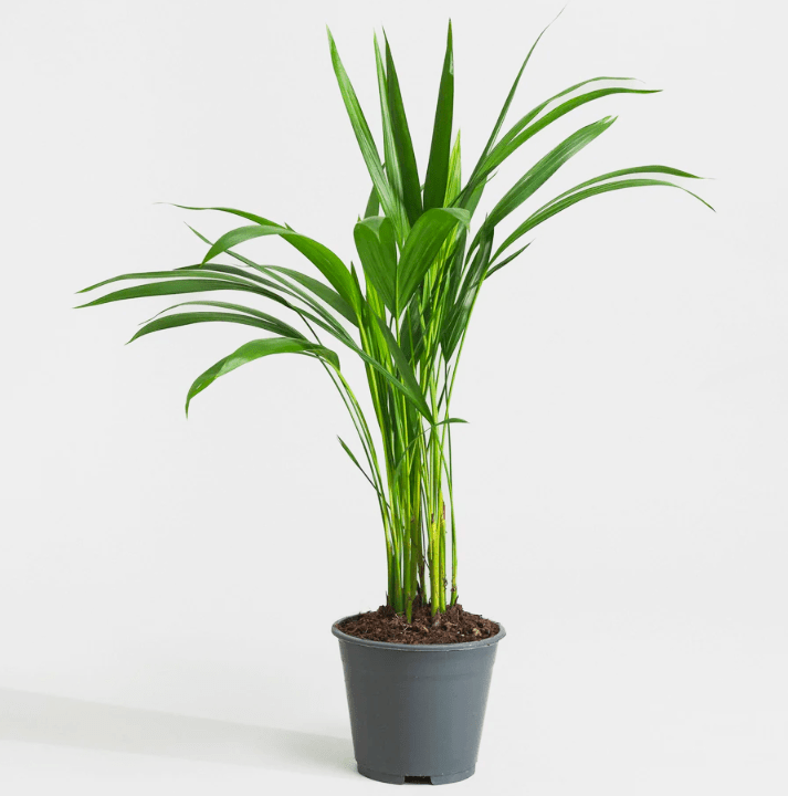 Areca Palm Holland or Chrysalidocarpus Lutescens - Greensouq - 
