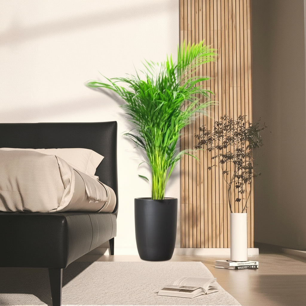 Areca Palm Holland or Chrysalidocarpus Lutescens - Greensouq - 