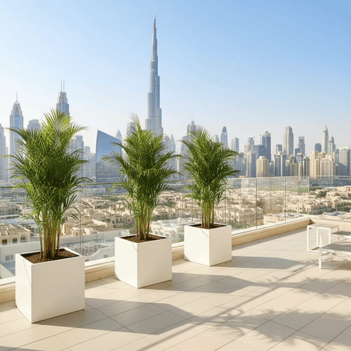 Areca Palm in Grp 40x40 White Square Pot 1.5 - 2.0m (outdoor) - Greensouq - 