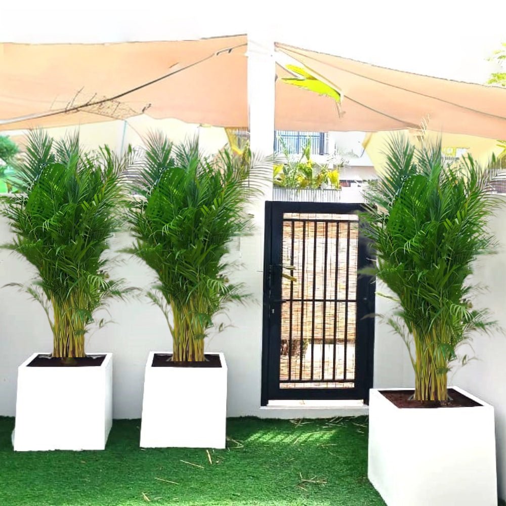 Areca Palm in Grp Square Pot 1.5 - 2.0m (outdoor) - Greensouq - 