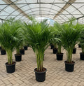 Areca palm Outdoor | Chrysalidocarpus lutescens | فراشة النخيل - Greensouq - 
