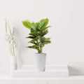 Artificial Calathea Green 50cm - Greensouq - 