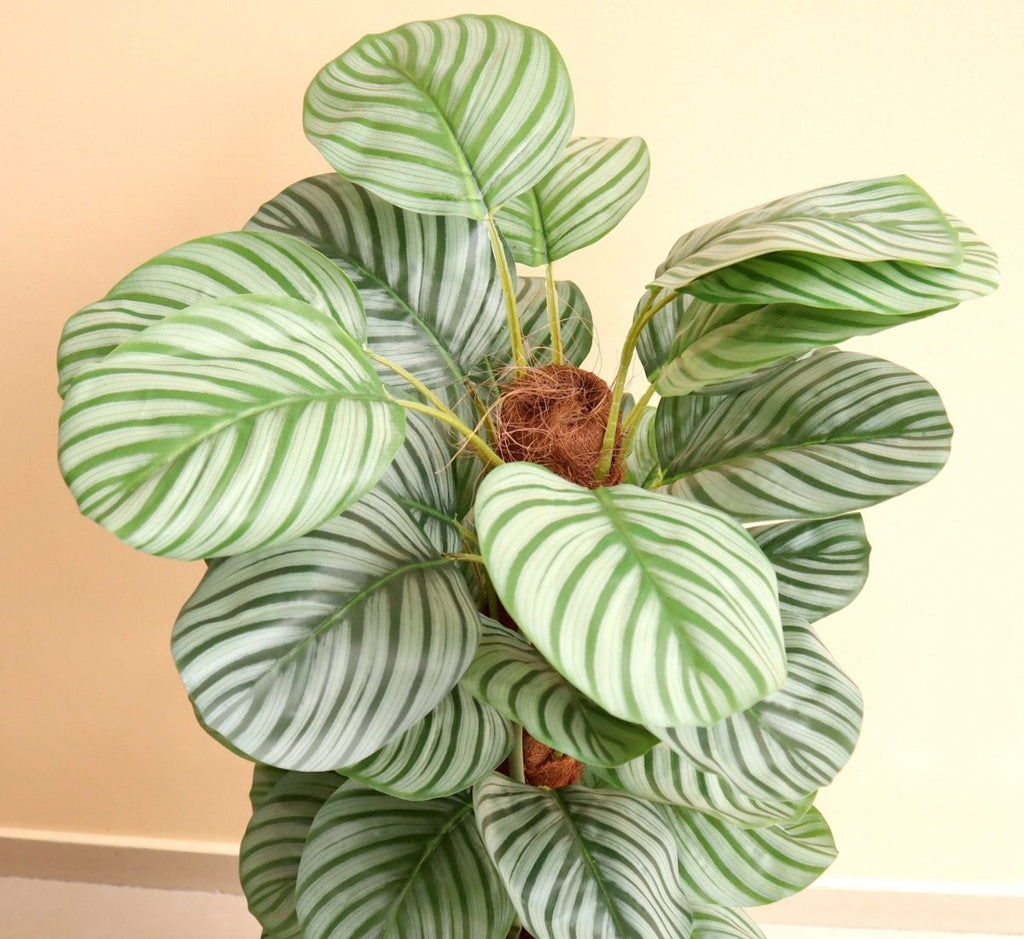 Artificial Calathea Orbifolia 130cm - Greensouq - 