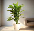 Artificial Dracaena Compacta 80cm - Greensouq - 