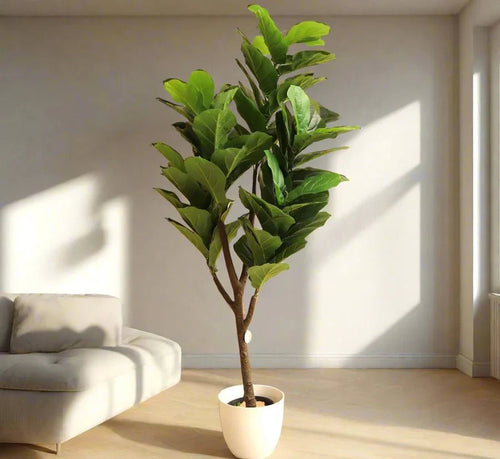 Artificial Ficus lyrata or Fiddle Leaf Fig Tree 1.5m - Greensouq - 