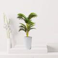 Artificial Kentia Palm 90cm - Greensouq - 