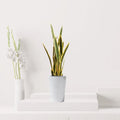 Artificial Snake Plant | Artificial Sansevieria trifasciata 95cm - Greensouq -