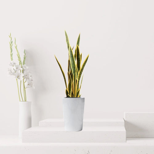 Artificial Snake Plant | Artificial Sansevieria trifasciata 95cm - Greensouq -