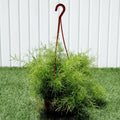 Asparagus Hanging - Greensouq - 