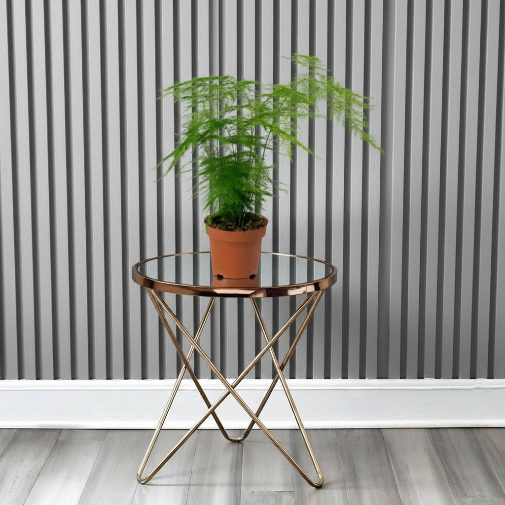 Asparagus Setaceus (20 - 30 cm) - Greensouq - 