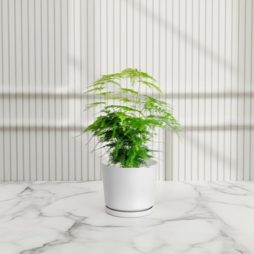 Asparagus Setaceus (20 - 30 cm) - Greensouq - 