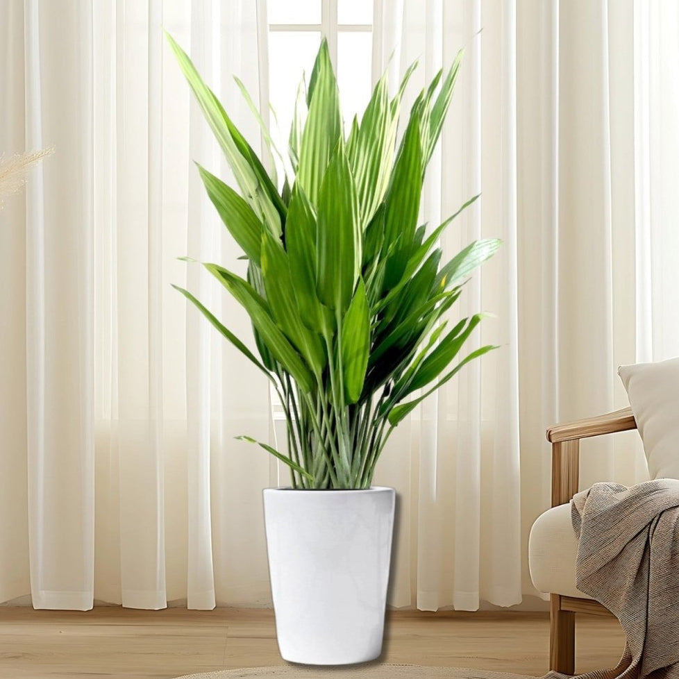 Aspiradas | Aspidistras Indoor Plant | Cast Iron Plant 0.8 - 1.0m - Greensouq - 