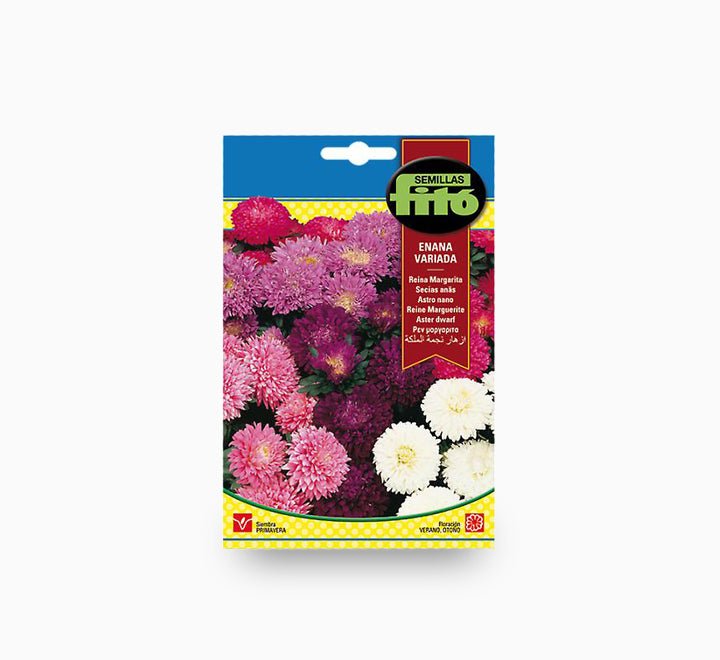 Aster Dwarf Queen Seeds Mixed - Greensouq -
