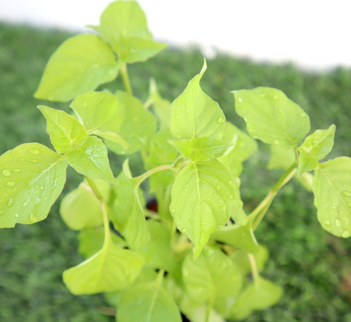 Asystasia Gangetica Green "Chinese Violet plant" 10 - 15cm - Greensouq -