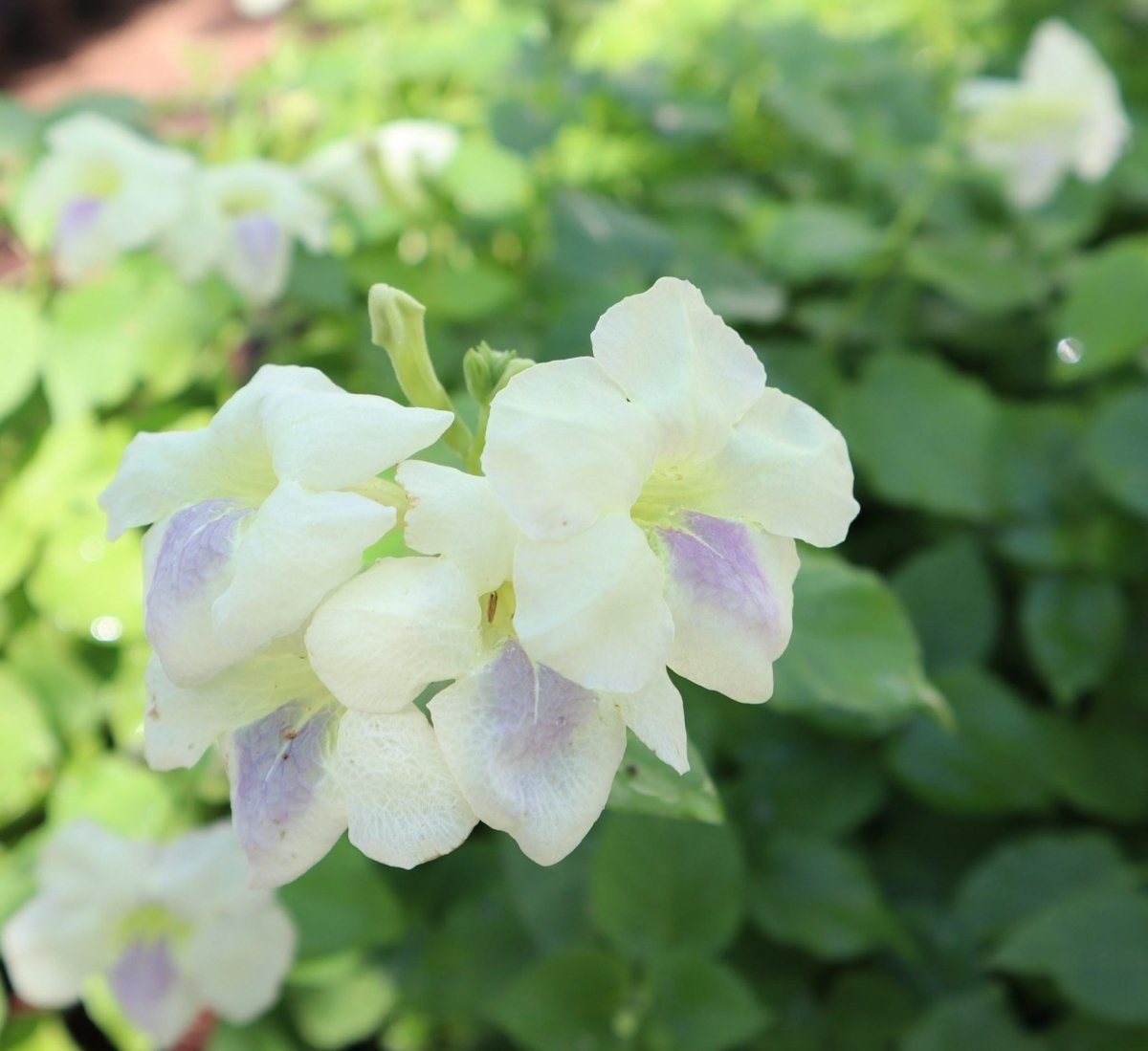 Asystasia Gangetica Green "Chinese Violet plant" 10 - 15cm - Greensouq -