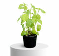 Asystasia Gangetica Green "Chinese Violet plant" 10 - 15cm - Greensouq -