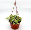 Asystasia gangetica Hanging "Chinese Violet" - Greensouq - 