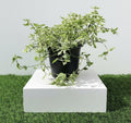 Variegated Chinese Violet | Asystasia Gangetica Variegata "Chinese Violet" 6ltr pot - Greensouq -